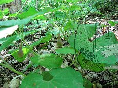 Кирказон Штейпа 002